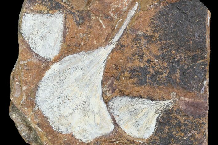 Three Fossil Ginkgo Leaves From North Dakota - Paleocene #102859